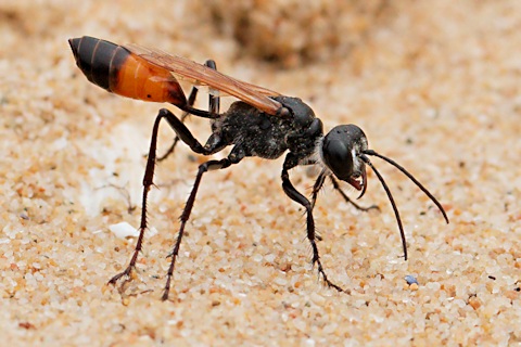 Digger Wasp (Podalonia tydei)